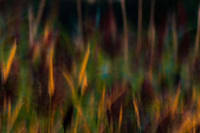 Close-up of crops on field