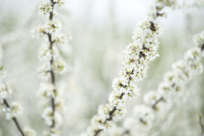 Close-up of white flowering plant against blurred background