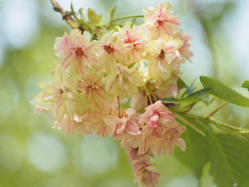 Close-up of pink cherry blossoms