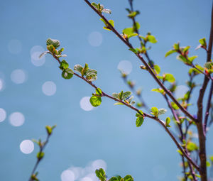 Fresh spring leaves on a blurred water background.