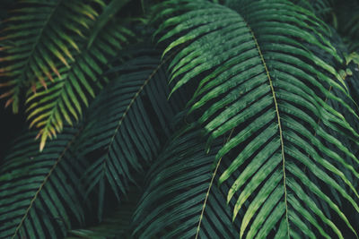 Full frame shot of palm trees