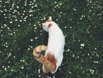 High angle view of a cat