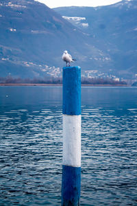 Bird perching on blue sea against sky