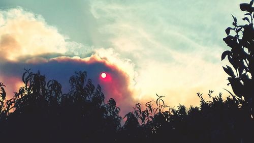 Low angle view of silhouette trees against sky during sunset