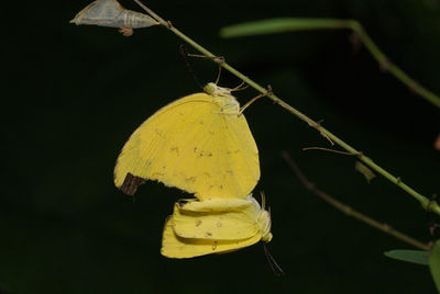 Close-up of yellow butterfly on leaf