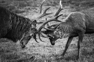 Deer in a field