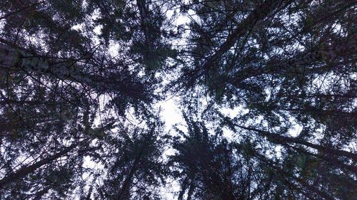 Low angle view of trees in forest