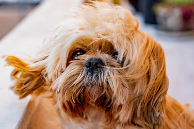 Close-up portrait of dog