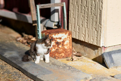 Cat sitting on wall