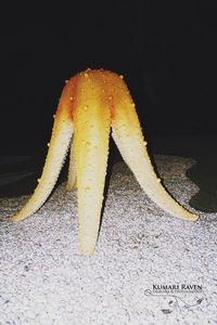 Close-up of yellow leaf on black background