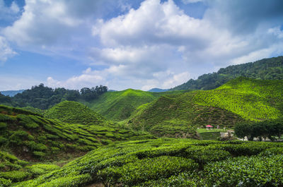 Beautiful tea farm scenery under cloudy sky at cameron highland, malaysia