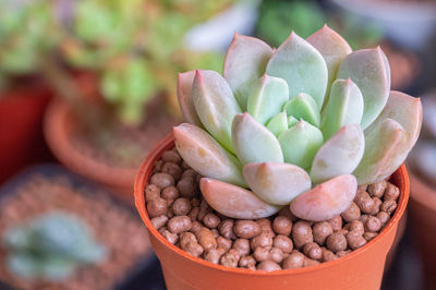 High angle view of succulent plant in market