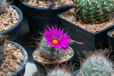 High angle view of potted cactus flower pot