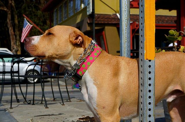 domestic animals, animal themes, mammal, dog, pets, one animal, relaxation, pet collar, horse, men, day, incidental people, animal head, sitting, working animal, outdoors, brown, sunlight