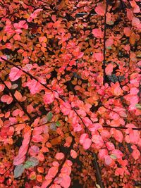 Full frame shot of autumnal leaves