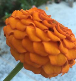 Close-up of orange flowers
