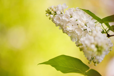 Close-up of flowers blooming on tree