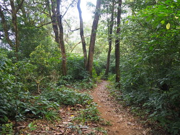 Trail amidst trees in forest