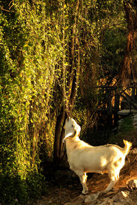 Sheep on tree at sunset