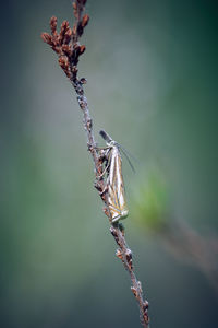 Close-up of butterfly on dry plant