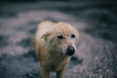 Portrait of dog looking away in city