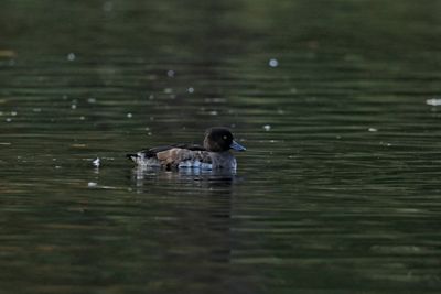 Ducks swimming in lake