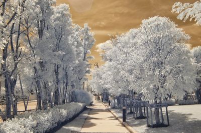 Snow covered trees during winter