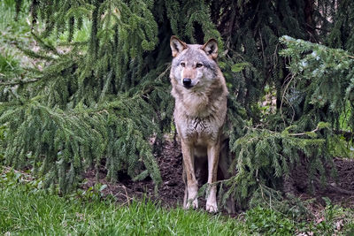Portrait of an animal in forest