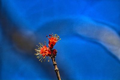 Low angle view of flower against blue sky