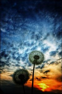 Low angle view of dandelion against sky at sunset