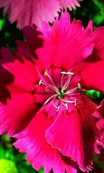 Close-up of fresh pink hibiscus blooming outdoors