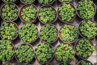 Full frame shot of beginning
plant for sale in market