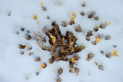 Plant growth up through snow 