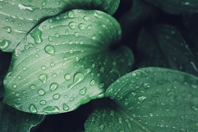 Close-up of raindrops on leaves