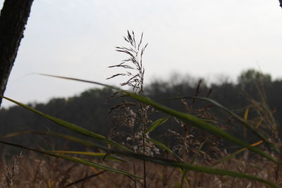 Close-up of plants growing on field against sky