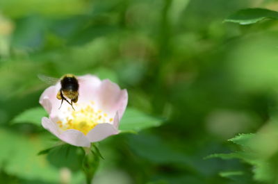 Close-up of honey bee on flower