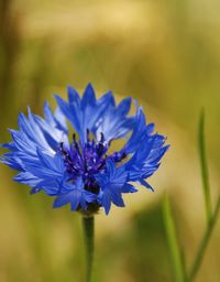 Close-up of purple flower