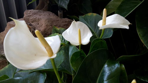 Close-up of white flowers blooming outdoors