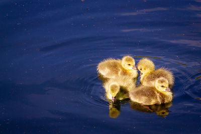 High angle view of ducklings in lake