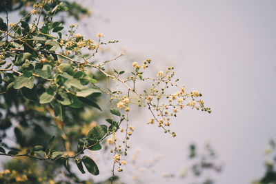 Close-up of flower tree against clear sky