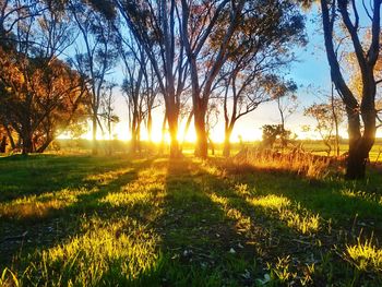 Sun shining through trees on field