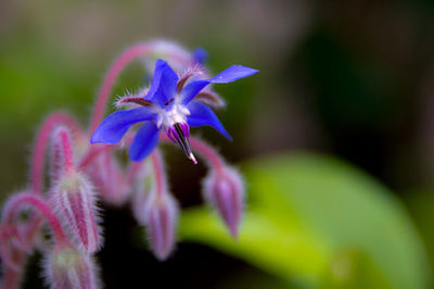 Close-up of purple flowers