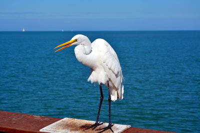 Seagull flying over sea