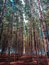 Trees in forest