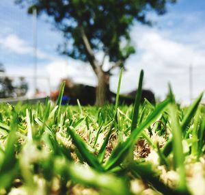 Close-up of plants growing on field against sky
