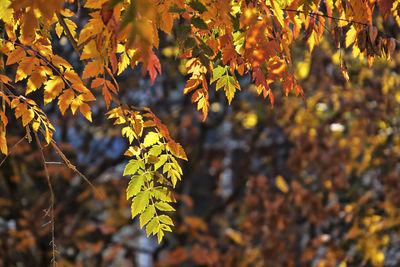 Close-up of autumnal leaves on tree