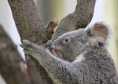 Close-up of squirrel on tree trunk