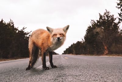 Fox standing on road against clear sky