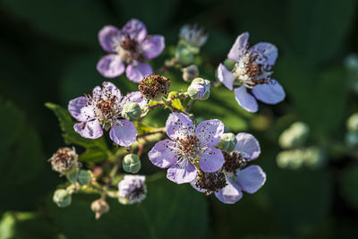 Close-up of purple flowering plant