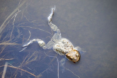 High angle view of turtle in sea